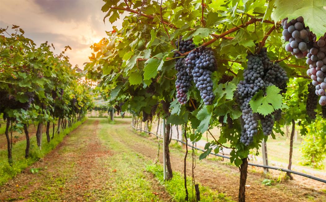 DXC Oracle Practice - Red Beverage