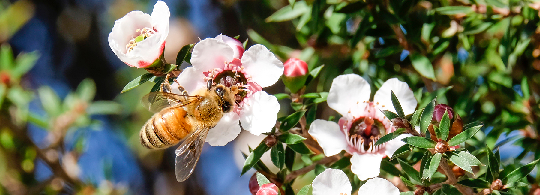 Manuka Health’s financial planning process is “the bee’s knees” with Oracle® EPM