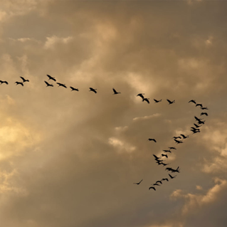 The five change management stages for successful Oracle SaaS adoption