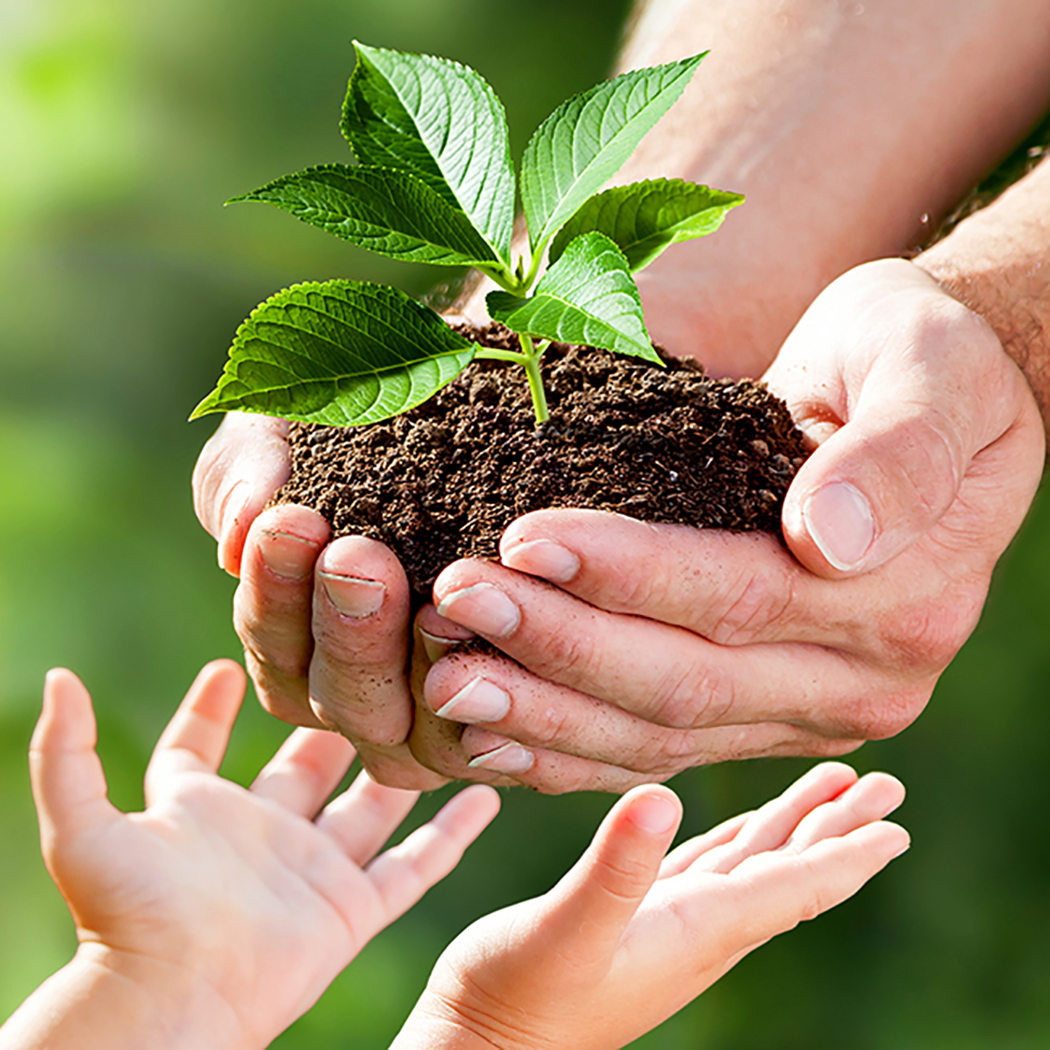 hands of child receiving plant from adult