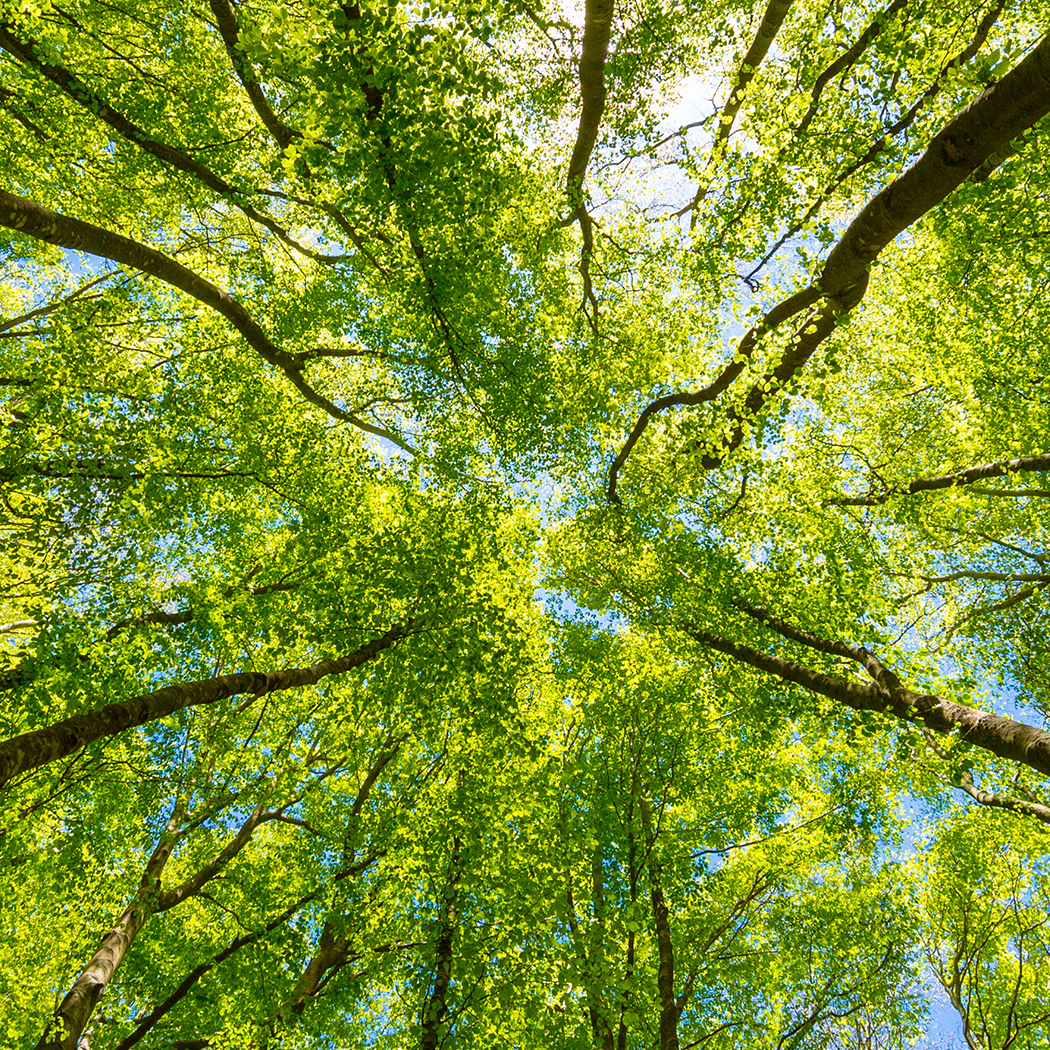 Sunlit green tree canopy, Assure Reinsurance | DXC Technology